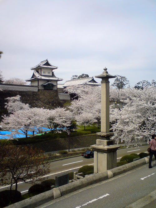 金沢　桜.jpg